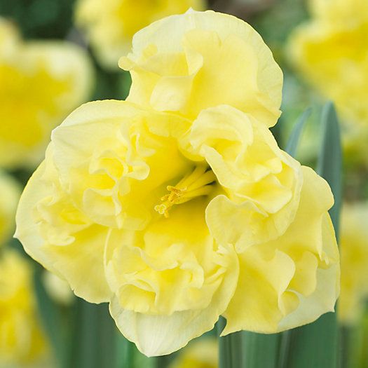 Narcissus 'Sunny Side Up'